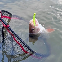 Rapala Crushcity Neds BLT 7.5cm